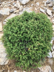 Abies pinsapo
