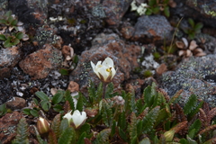 Dryas hookeriana