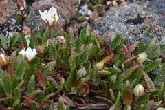 Dryas hookeriana