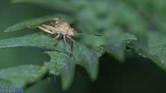 Stictopleurus minutus