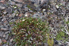 Dryas hookeriana