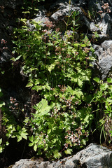 Boykinia occidentalis