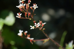 Boykinia occidentalis