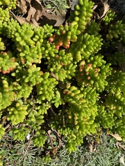 Sedum × rubrotinctum