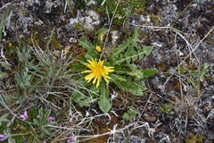 Taraxacum ceratophorum