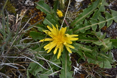 Taraxacum ceratophorum