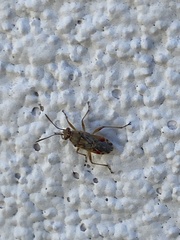 Liorhyssus