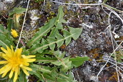 Taraxacum ceratophorum