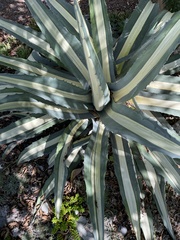 Agave americana