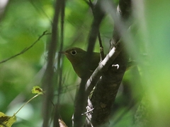 Oporornis agilis