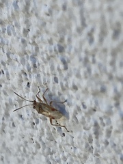 Liorhyssus