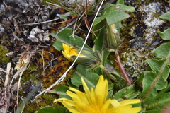 Taraxacum ceratophorum