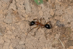 Camponotus intrepidus