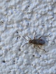 Liorhyssus