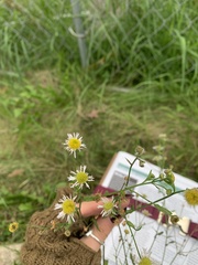 Erigeron annuus