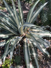 Agave americana