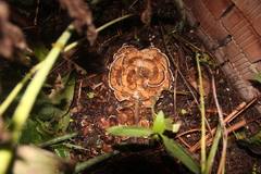 Bjerkandera adusta