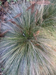 Nassella tenuissima