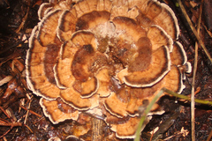 Bjerkandera adusta