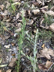 Lespedeza cuneata
