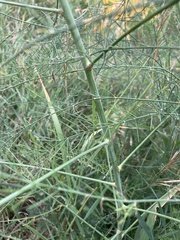 Asparagus officinalis