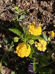 Hylephila phyleus