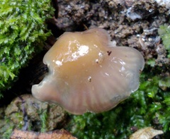 Humidicuteae