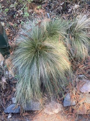 Nassella tenuissima