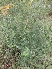 Asparagus officinalis