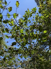 Alnus rubra