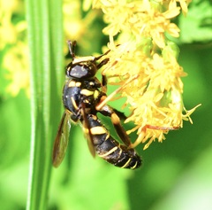Spilomyia sayi