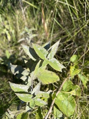 Monarda fistulosa