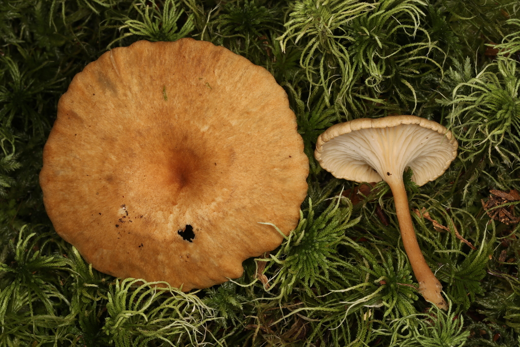 Infundibulicybe sp. 'squamulosa-PA01'