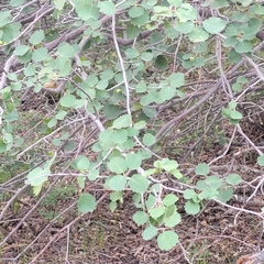 Amelanchier utahensis