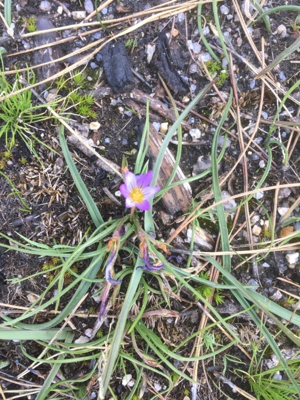 Romulea bulbocodium, Portugal - Mangualde Da Serra