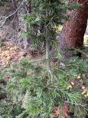 Abies lasiocarpa