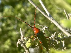 Stenaspis verticalis