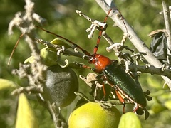 Stenaspis verticalis