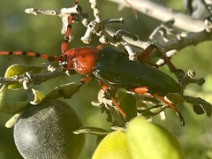 Stenaspis verticalis