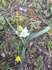 Ornithogalum concinnum