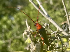 Stenaspis verticalis