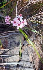 Adenandra marginata marginata