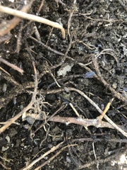 Holoverticata