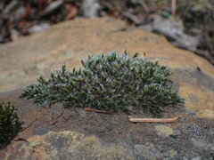 Grimmiaceae