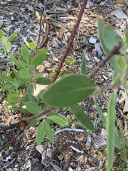Arctostaphylos