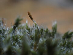 Grimmiaceae