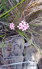 Adenandra marginata marginata