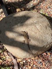 Sceloporus occidentalis