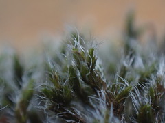 Grimmiaceae