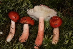 Russula peckii